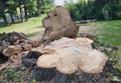 Tree Removal in Costa Mesa