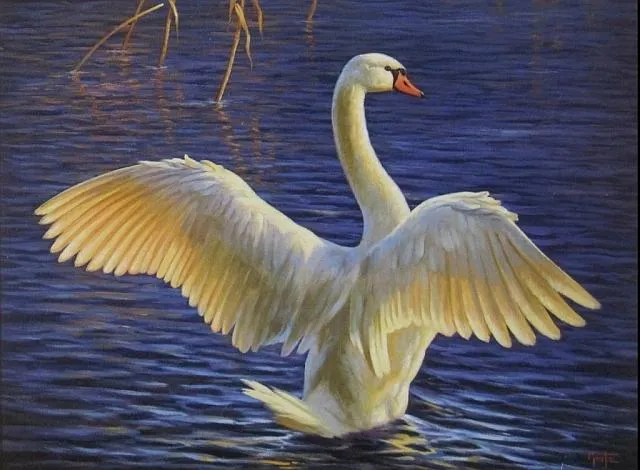 In the evening light“ von Erich Graf: Schwan mit ausgebreiteten Flügeln im warmen Abendlicht über tiefblauem Wasser, Öl auf Leinwand, 80×100 cm.