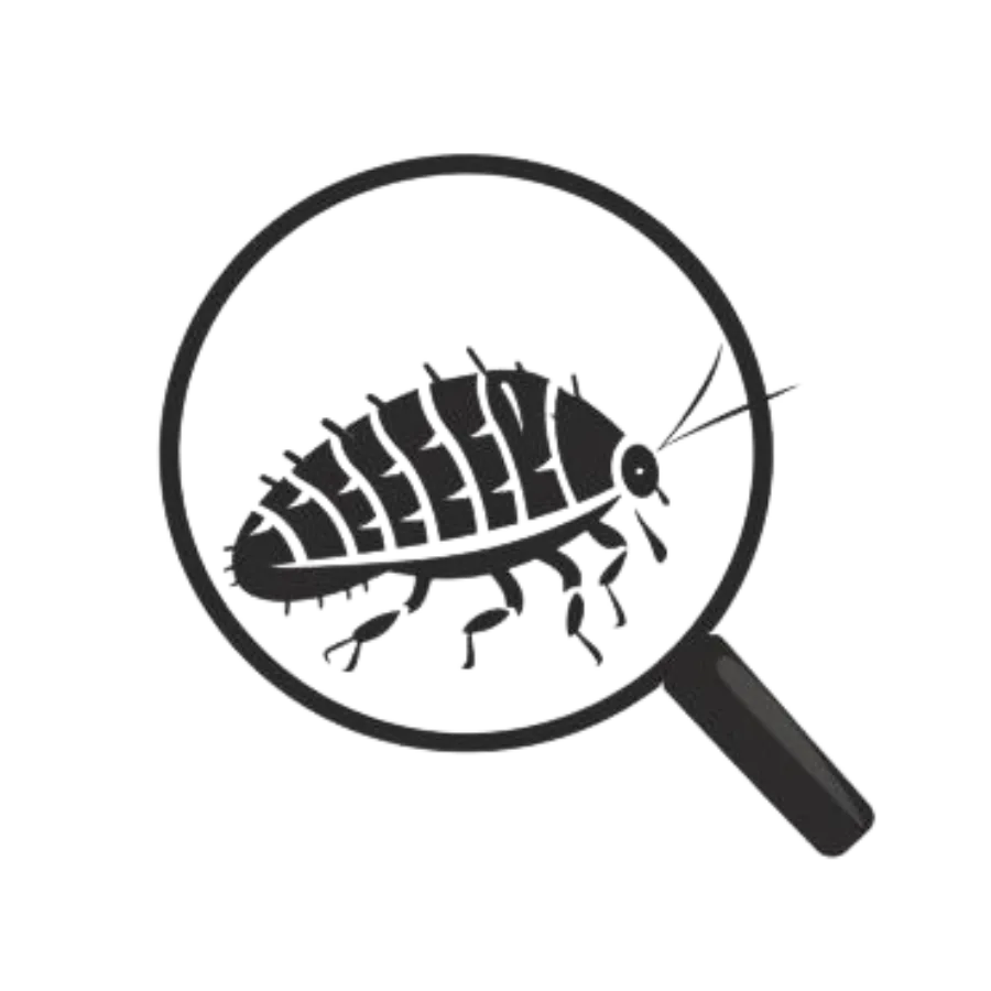 Woodlice Under Magnifying Glass