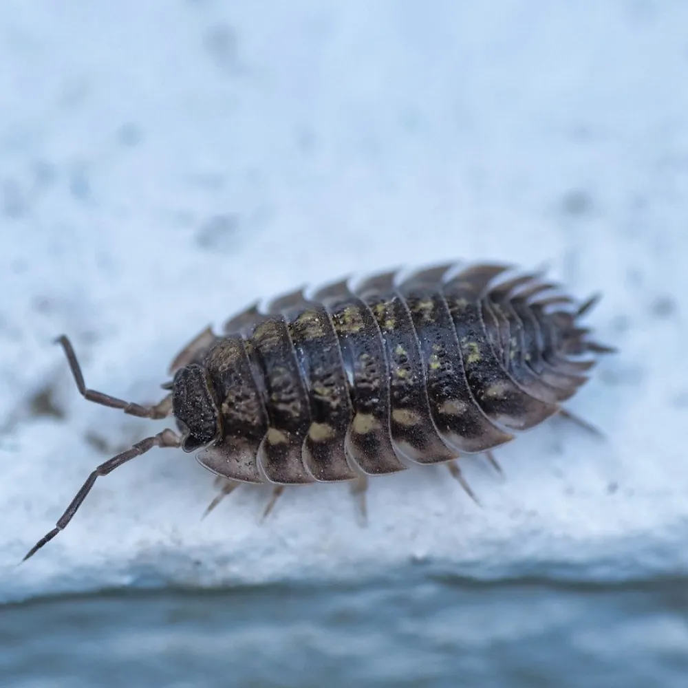 woodlouse