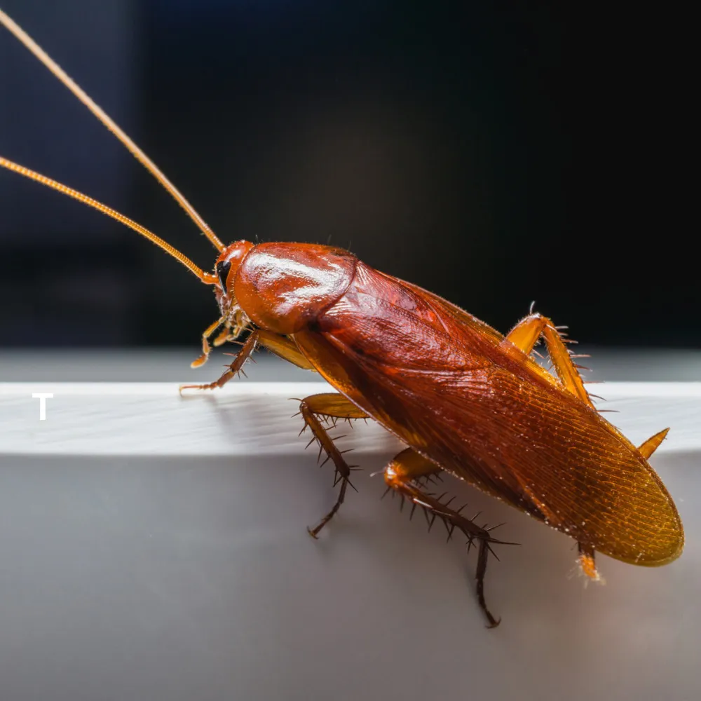 cockroach