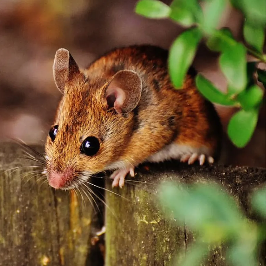 Mouse