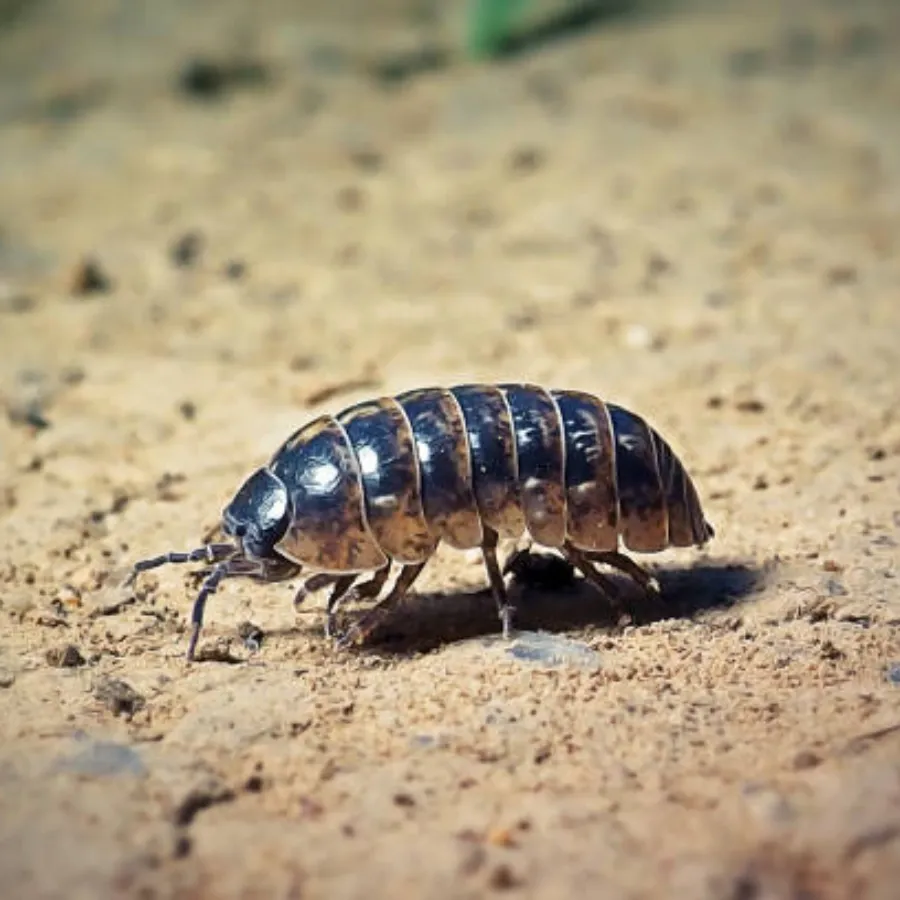Woodlouse