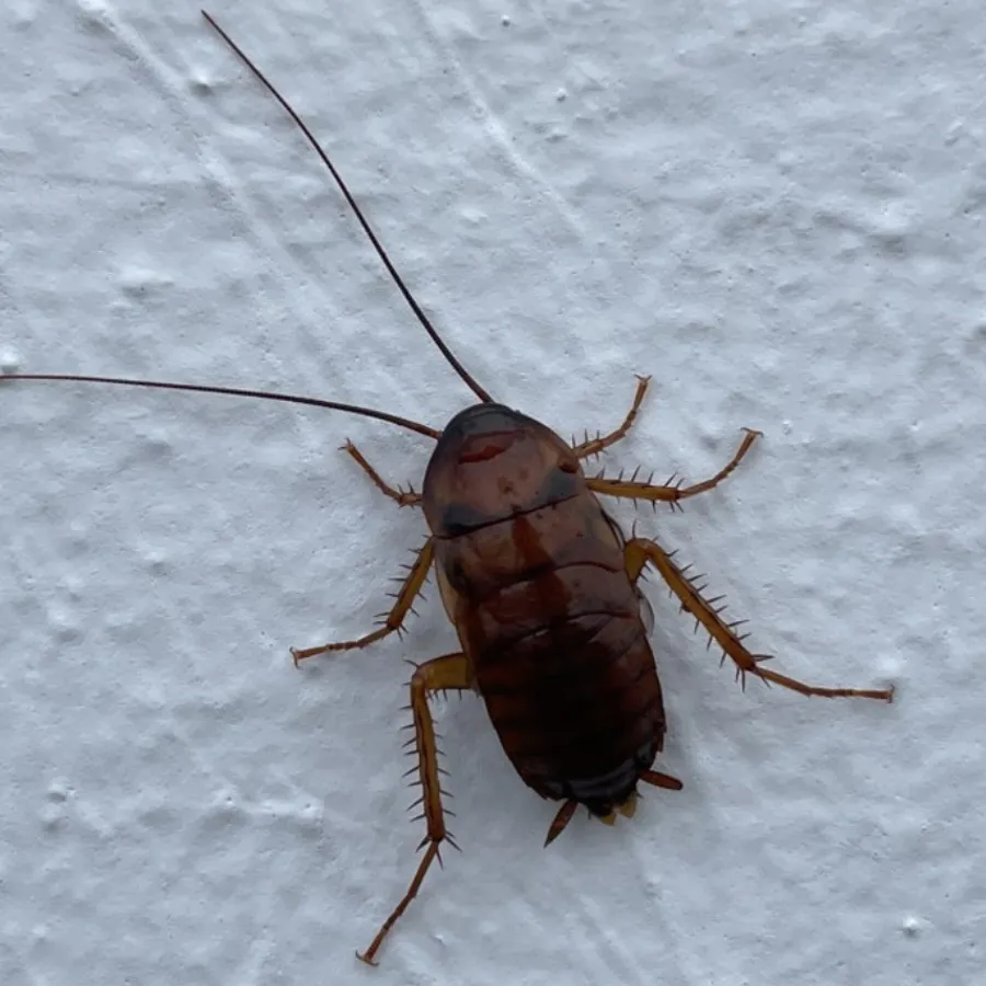 Cockroach