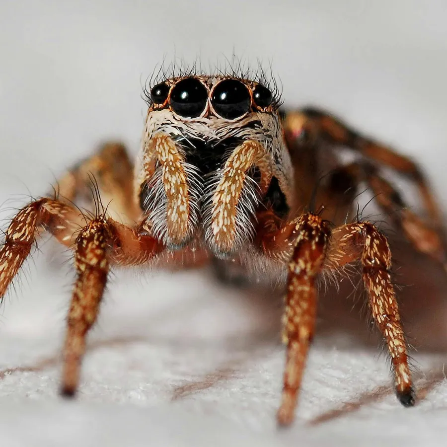 Spider