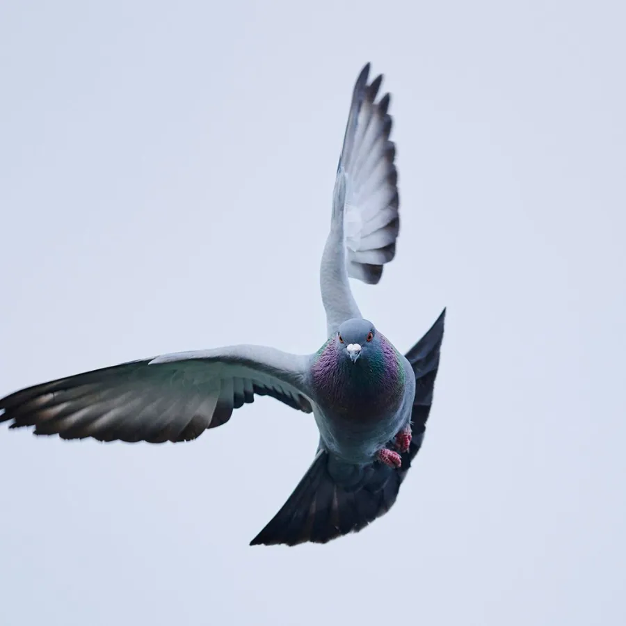 Pigeon
