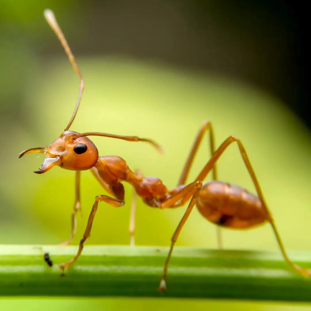Ant