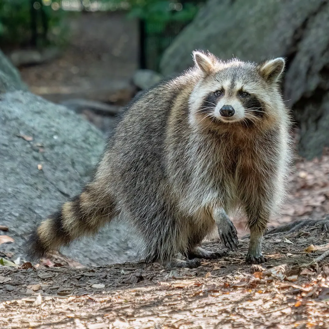 Racoon