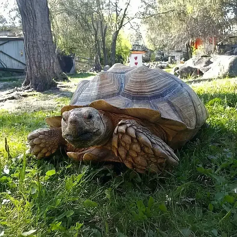 Jättiläiskannuskilpikonna