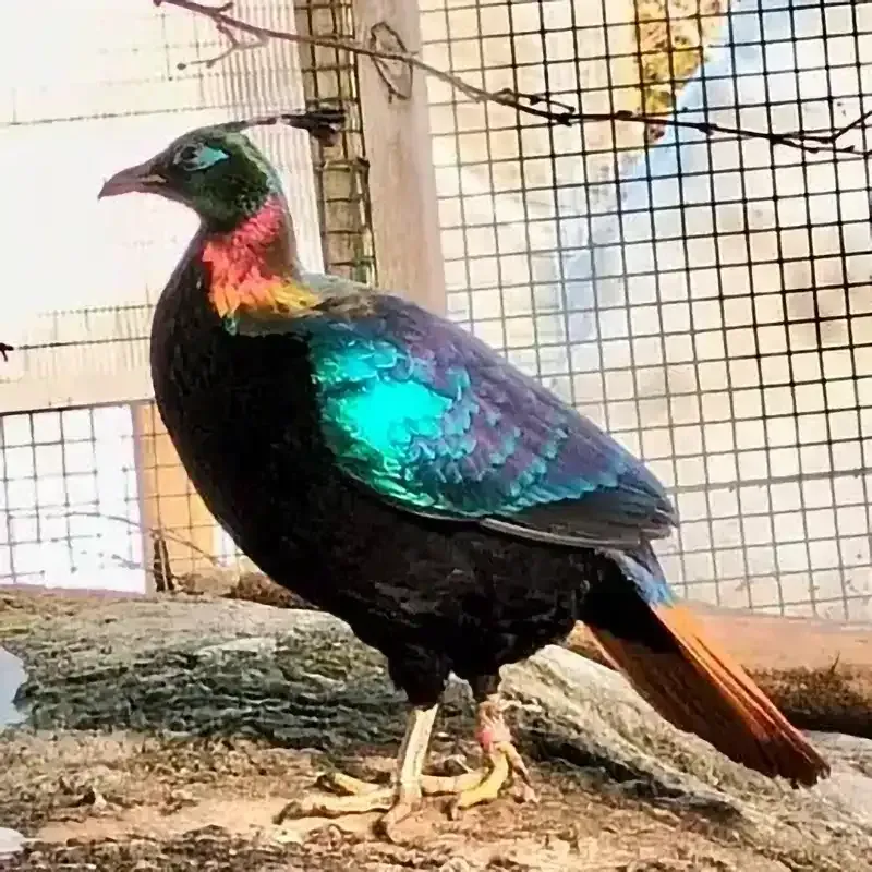 Töyhtöloistofasaani