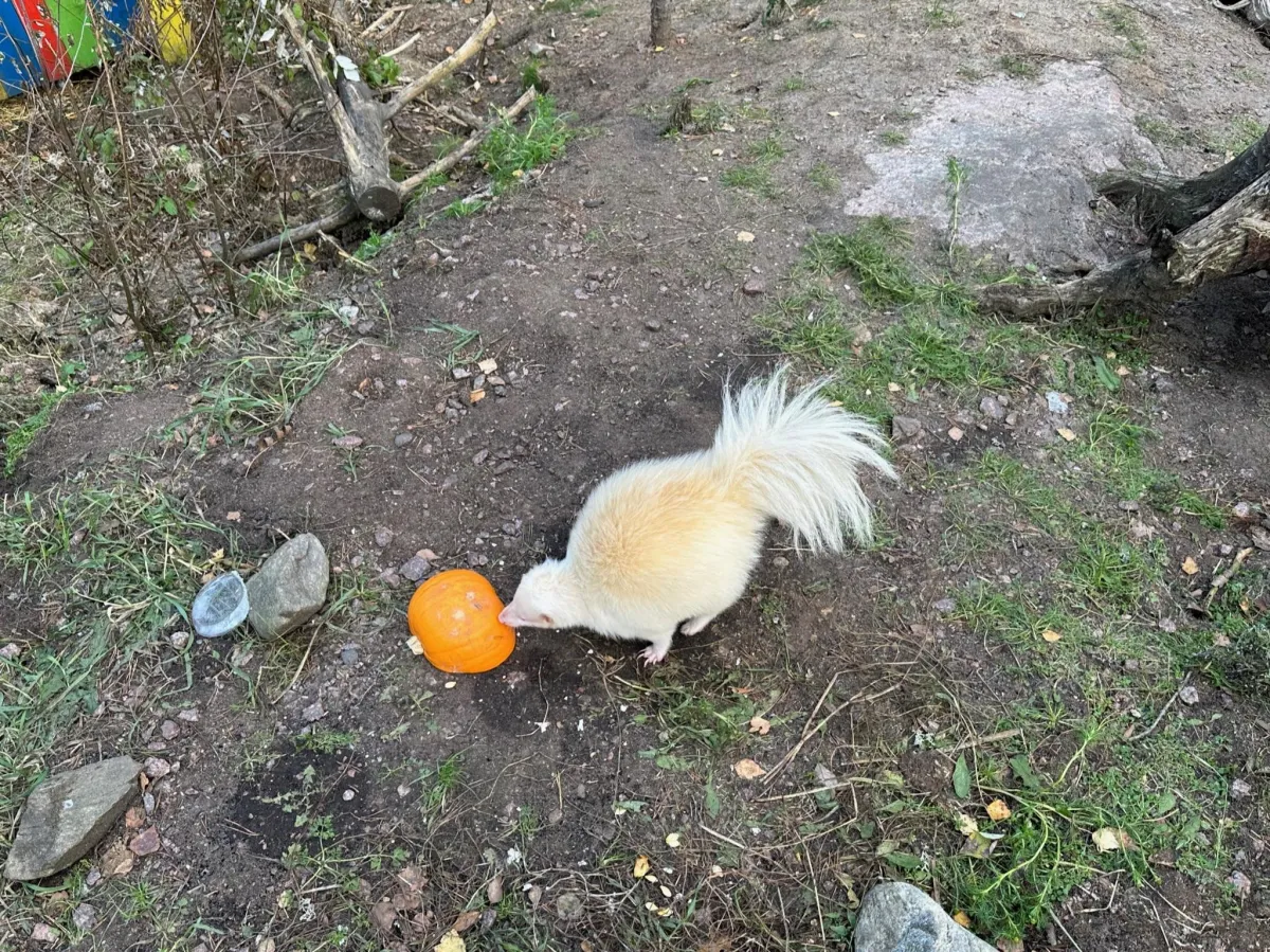 Luokkaretkellä eläintarhassa