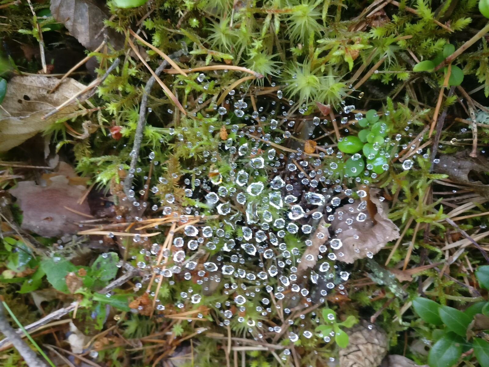 kahvila-kioski Kirnu