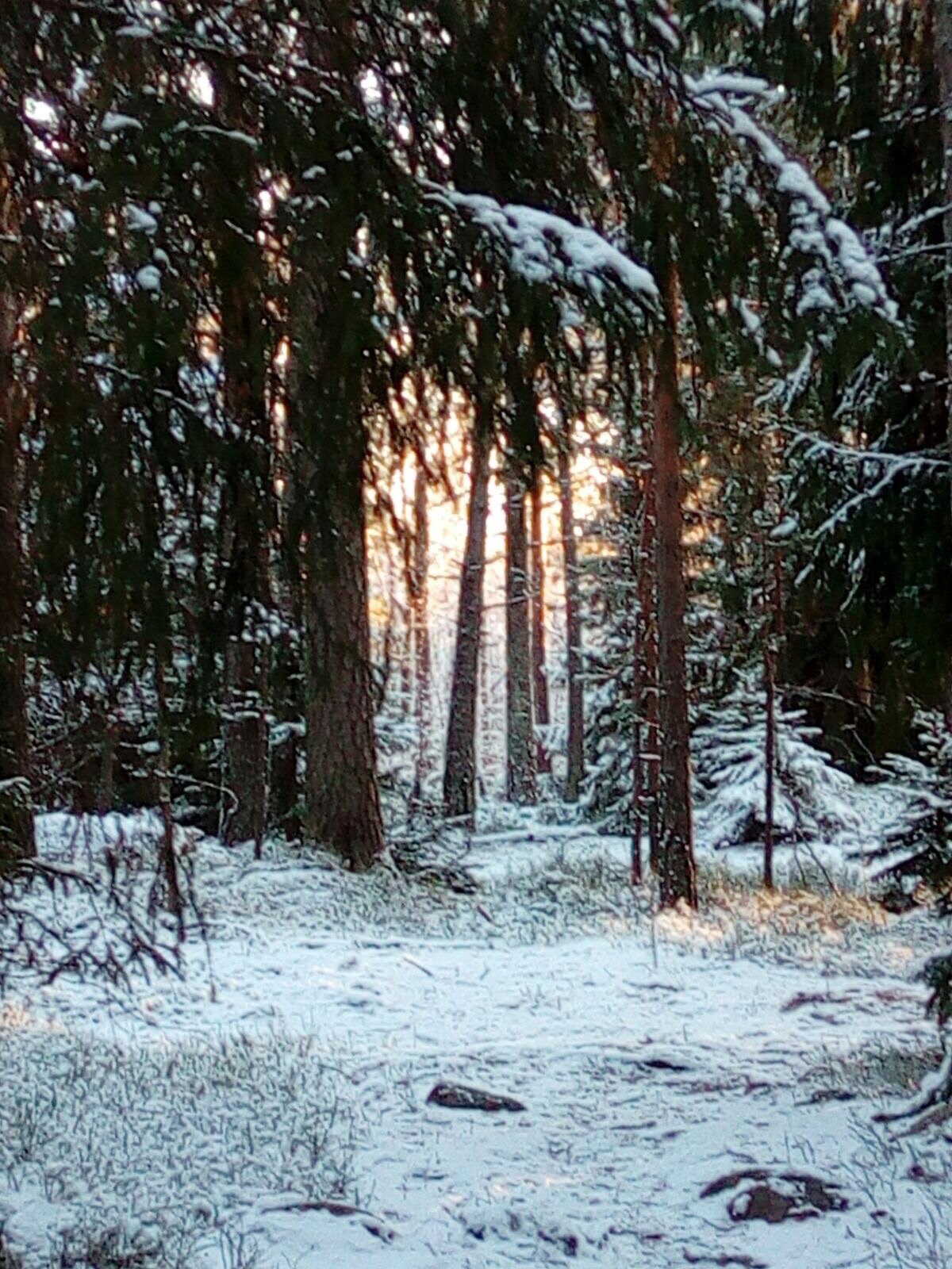 Päivä eläinhoitajana