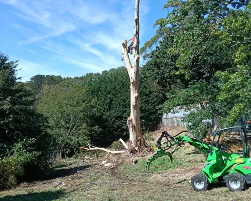 Tree Pruning Baulkham Hills