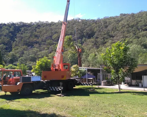 Glenhaven Tree Removal