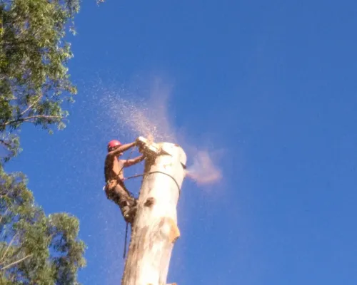 Tree Removal Baulkham Hills