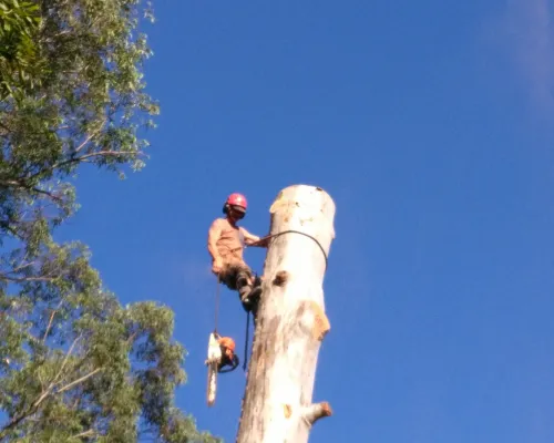 Stump Grinding Baulkham Hills