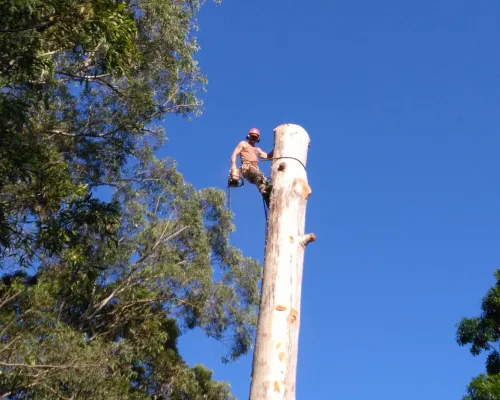Glenhaven Tree Pruning