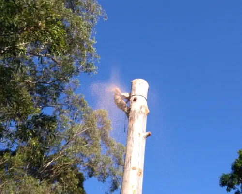 Pennant Hills Tree Removal