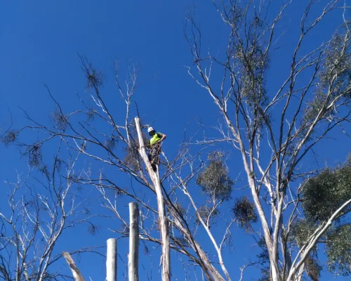 Pennant Hills Tree Pruning