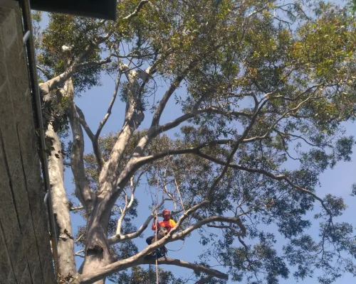 Galston Tree Pruning