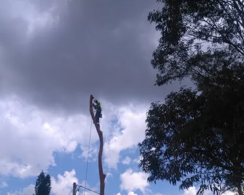 Berowra Tree Removal
