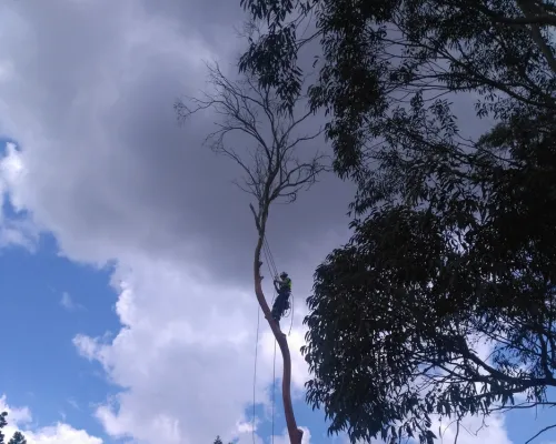 Hornsby Stump Grinding