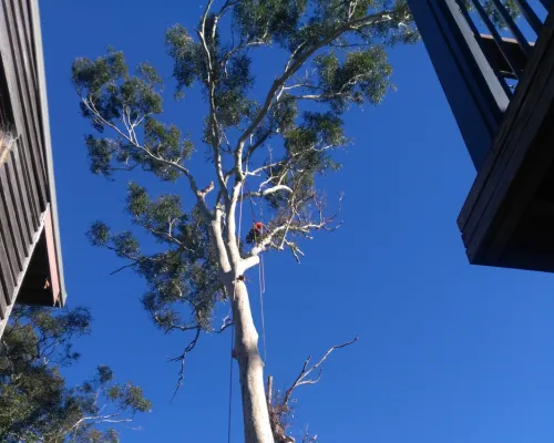 Berowra Tree Pruning