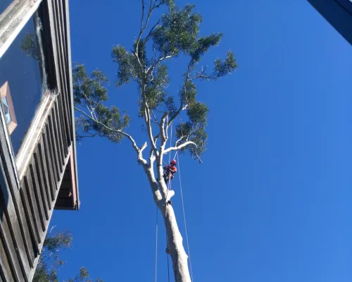Castle Hill Emergency Work