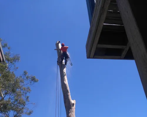 Berowra Stump Grinding