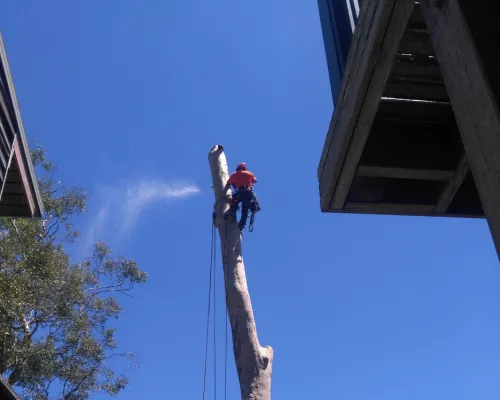 Glenorie Tree Pruning