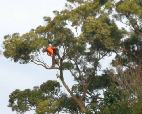 Dural Tree Removal