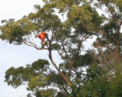Cherrybrook Tree Pruning