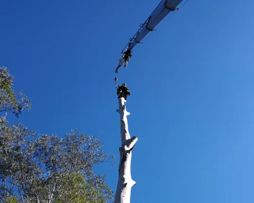 Castle Hill Tree Pruning