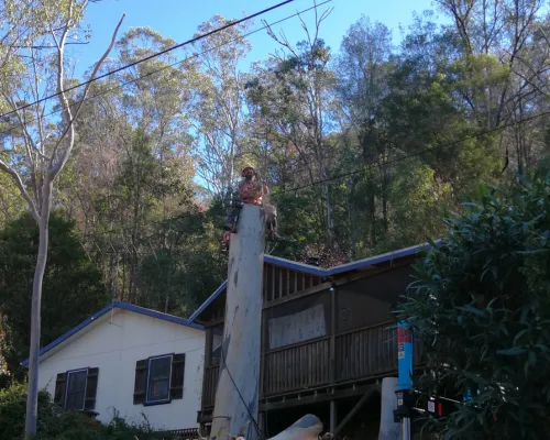 Castle Hill Tree Pruning