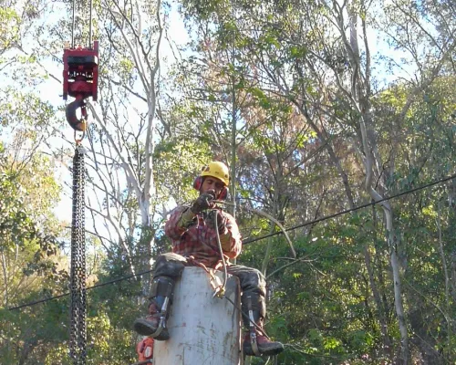 Cherrybrook Tree Pruning