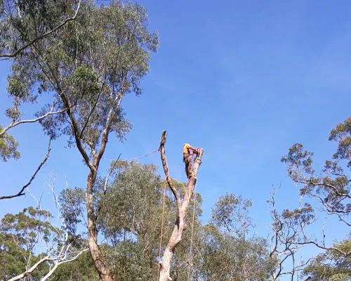 Baulkham Hills Tree Pruning