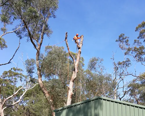 Stump Grinding Baulkham Hills