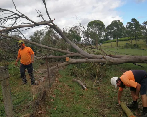 Cherrybrook Tree Removal