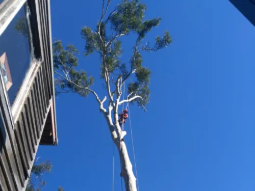Tree Pruning in Baulkham Hills