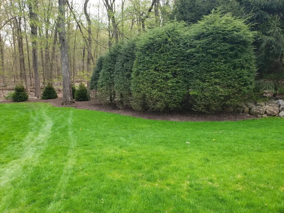 Planting Ridgewood