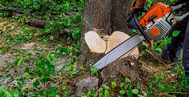Tree Service in Ridgewood