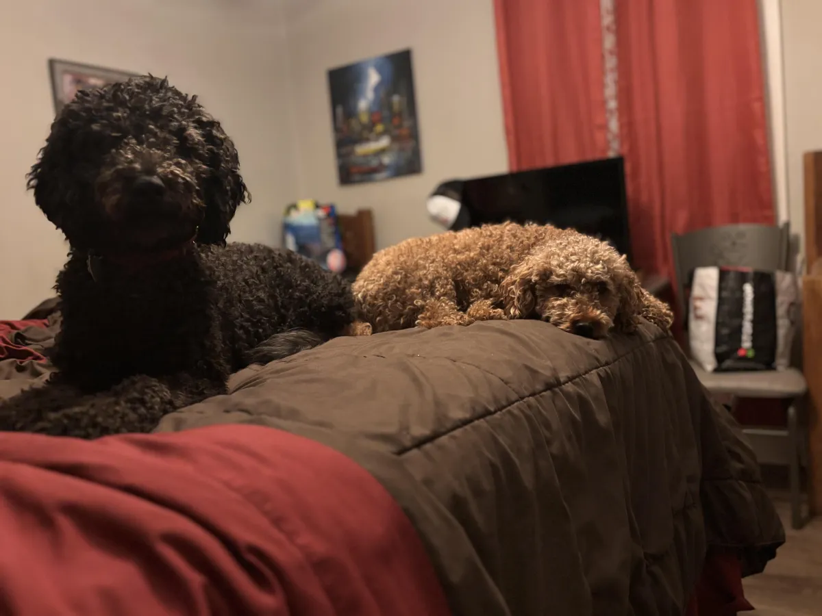 Dog Sitting