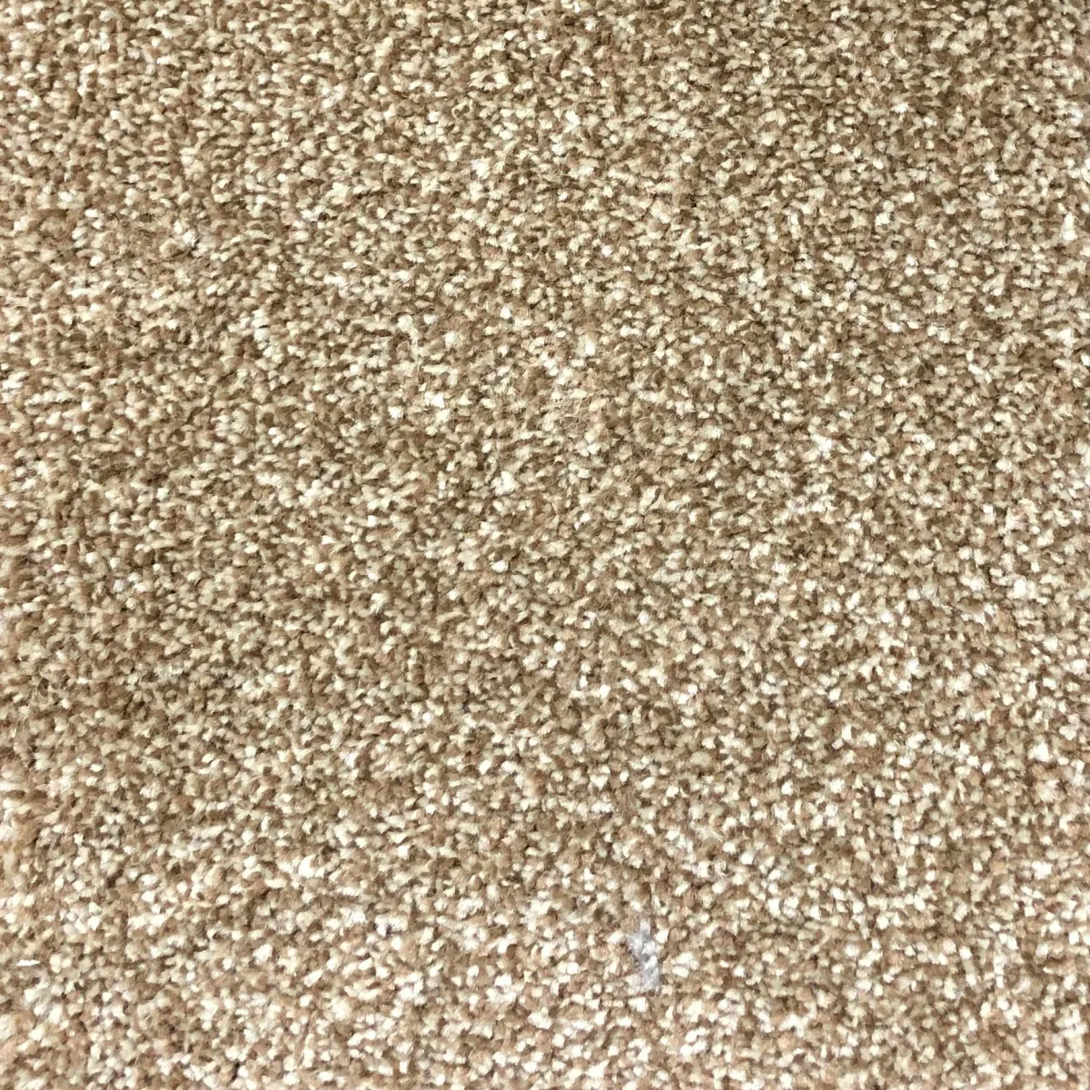 Nutmeg 59810 Carpet
