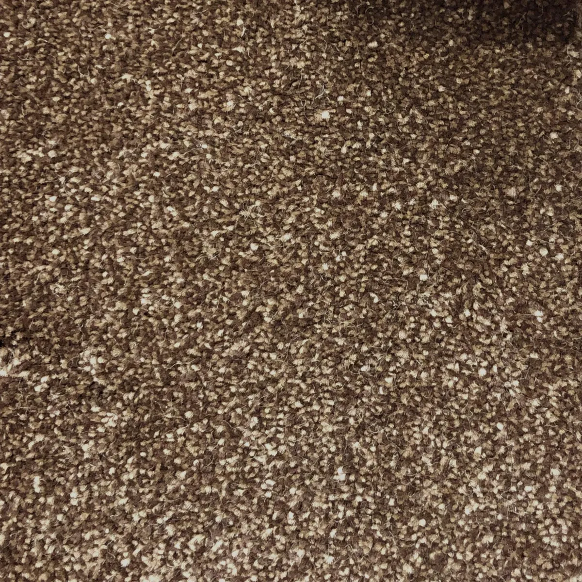 Oak 58988 Carpet