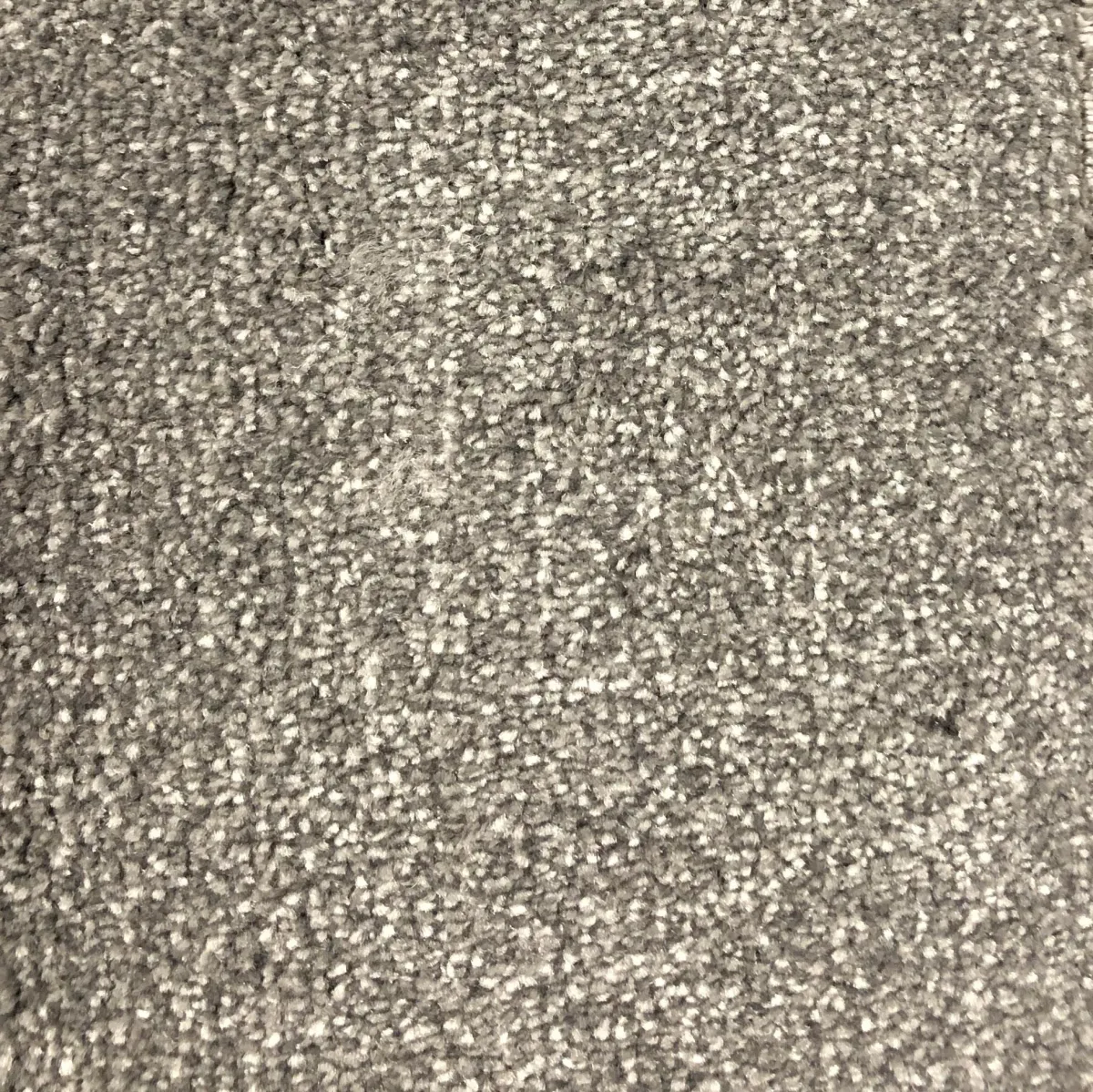Silver 50263 Carpet