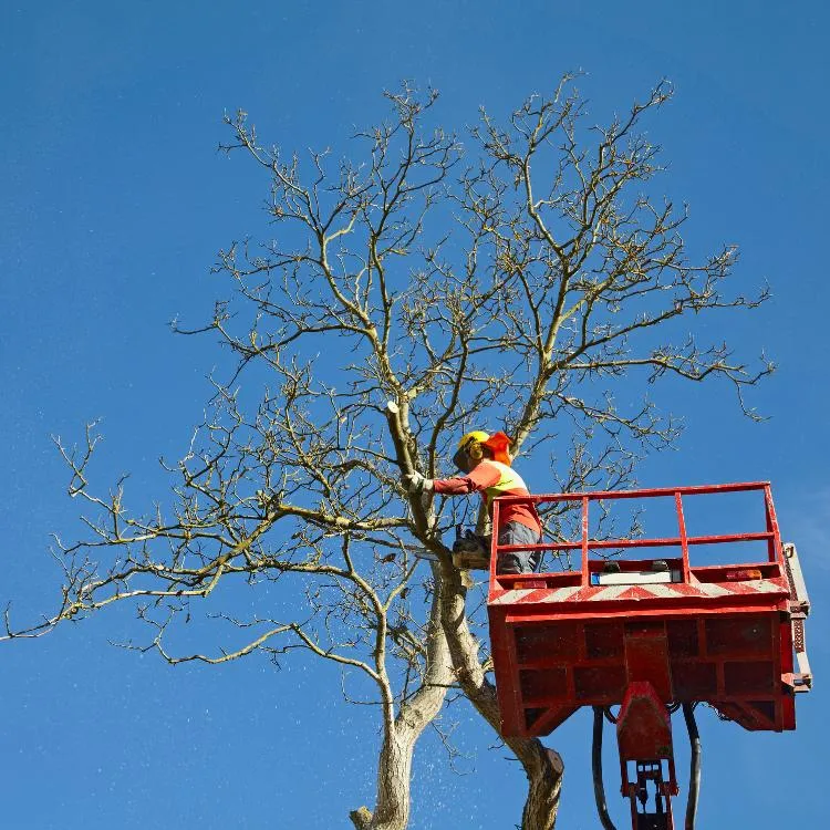 Worker trimming a tree
