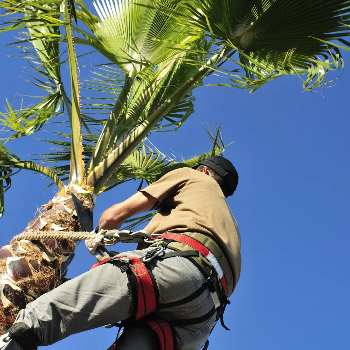 Cutting palm tree