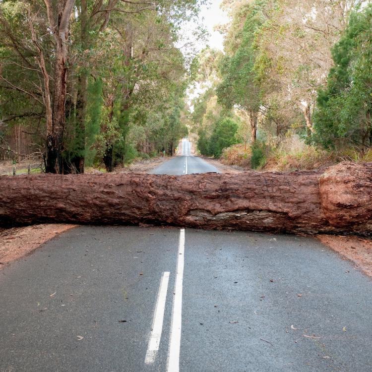 Fallen tree in the road