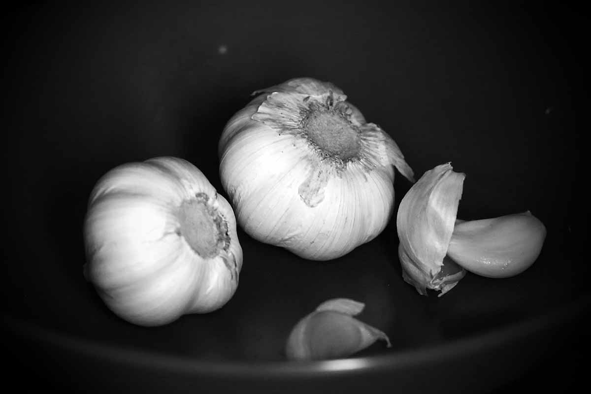 A black and white close-up photograph of whole garlic bulbs and detached cloves resting in a dark bowl, highlighting natural immune-boosting ingredients.